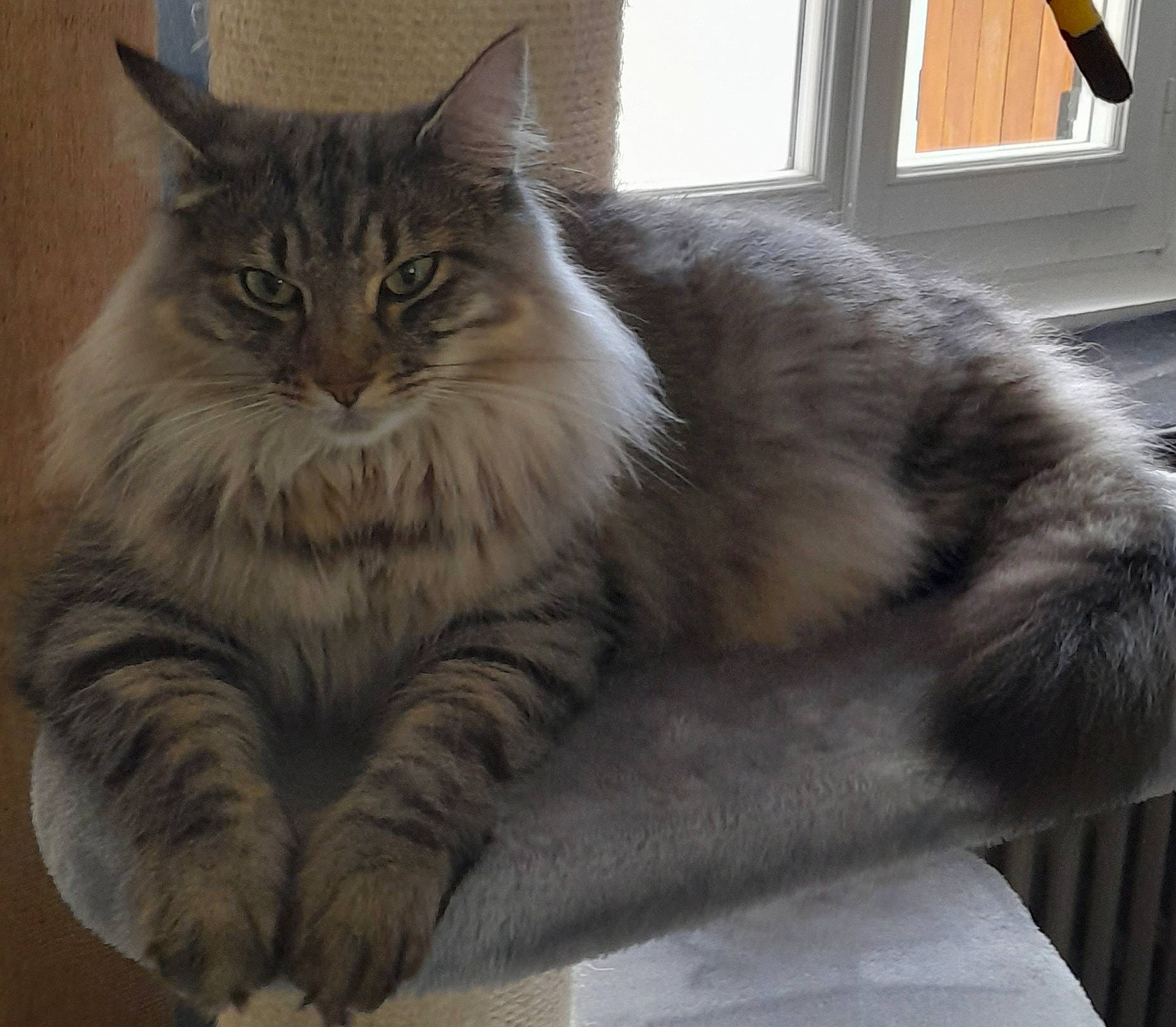 Tiago a rejoint le concours — aidez-le/la à gagner de superbes lots ! british_longhair, carnivore, cat, claw, comfort, domestic_short_haired_cat, felidae, fur, grey, maine_coon, paw, sitting, small_to_medium_sized_cats, snout, tail, terrestrial_animal, tree, whiskers, window, wood