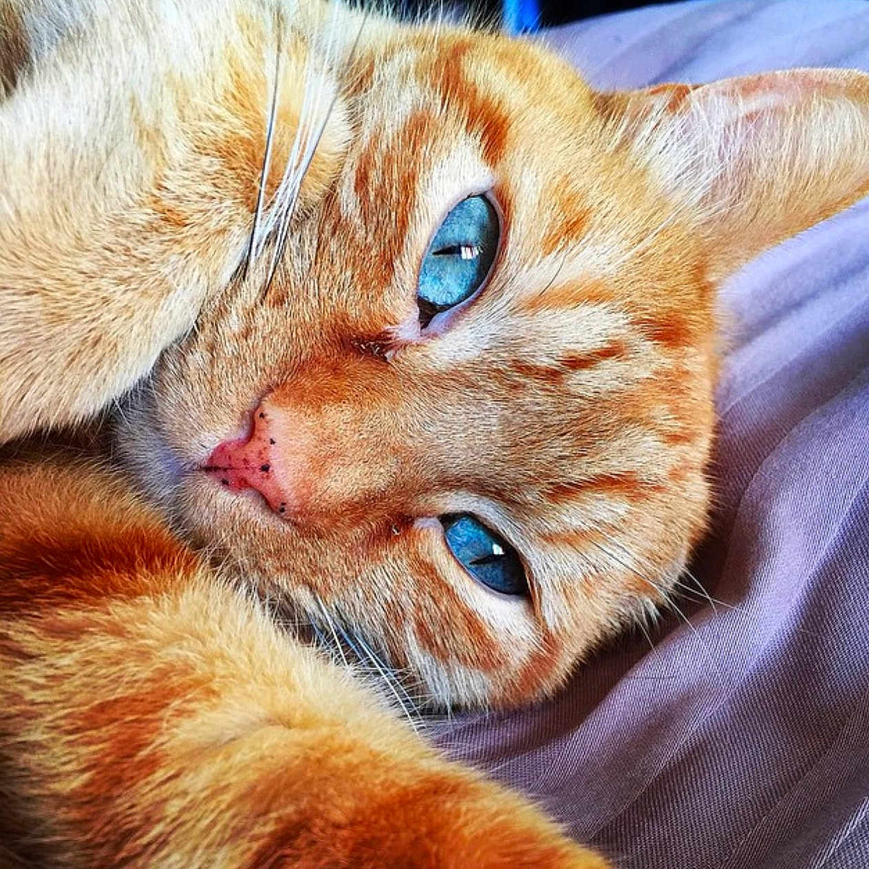 Smiley a rejoint le concours — aidez-le/la à gagner de superbes lots ! abyssinian, animal, cat, citrusfruit, couch, food, fruit, furniture, kitten, manx, orange, person, pet, plant, produce, siamese, sleeping