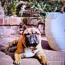 dog, french_bulldog, pet, animal, outdoor, patio, brick, garden, plants, tropical, sitting, lying_down, portrait, closeup, wrinkled_face, ears, paws, brown_coat, grumpy, funny
