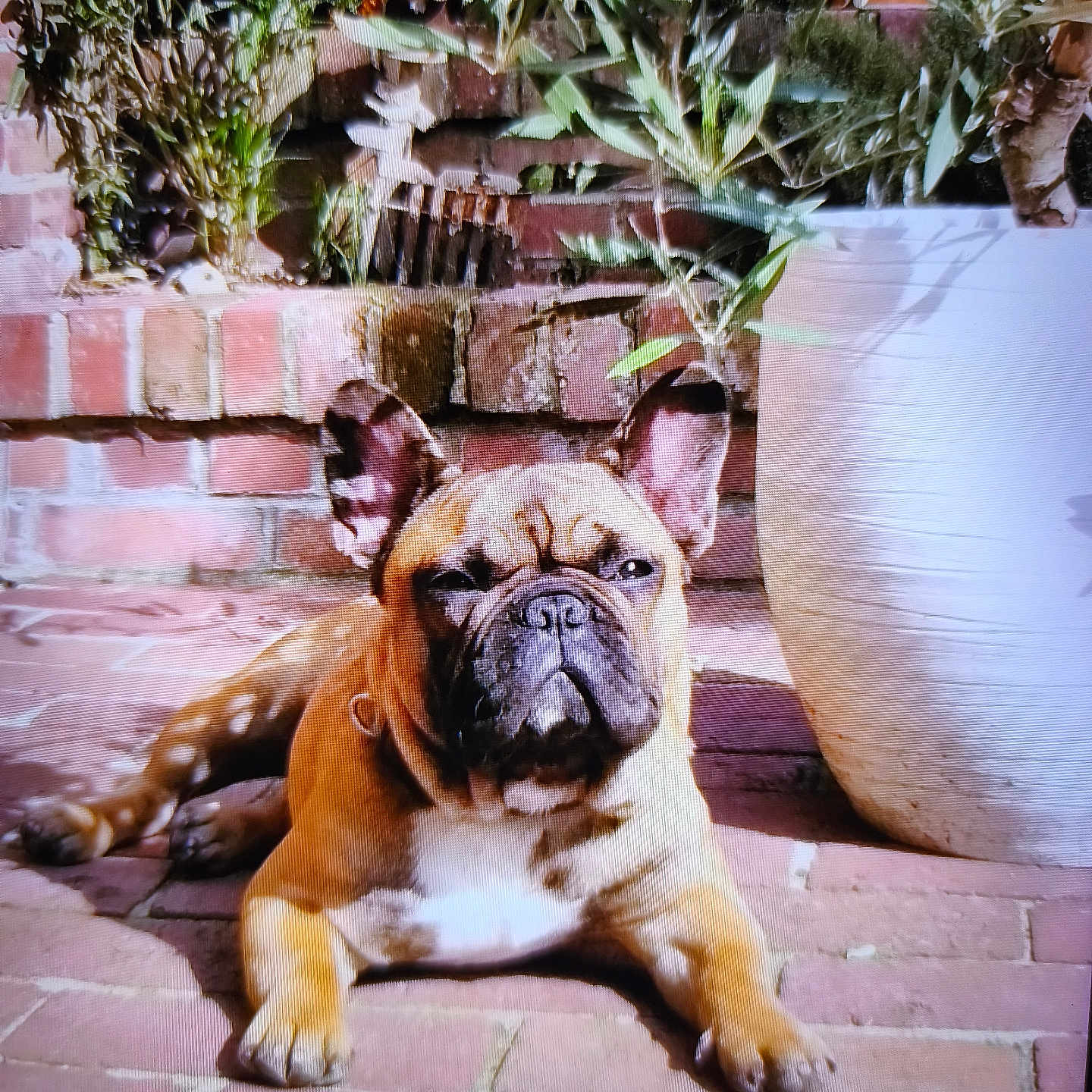 Ubert participe au concours pour gagner de l'argent avec cette photo : dog, french_bulldog, pet, animal, outdoor, patio, brick, garden, plants, tropical, sitting, lying_down, portrait, closeup, wrinkled_face, ears, paws, brown_coat, grumpy, funny