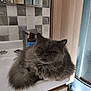 animal, bathroom, cat, closeup, cute, domestic_cat, faucet, fluffy, fur, gray_cat, household, indoor, pet, relaxed, resting, sink, tile_wall, whiskers, wooden_cabinet, yellow_eyes
