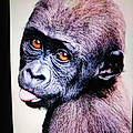 Monkeys M.