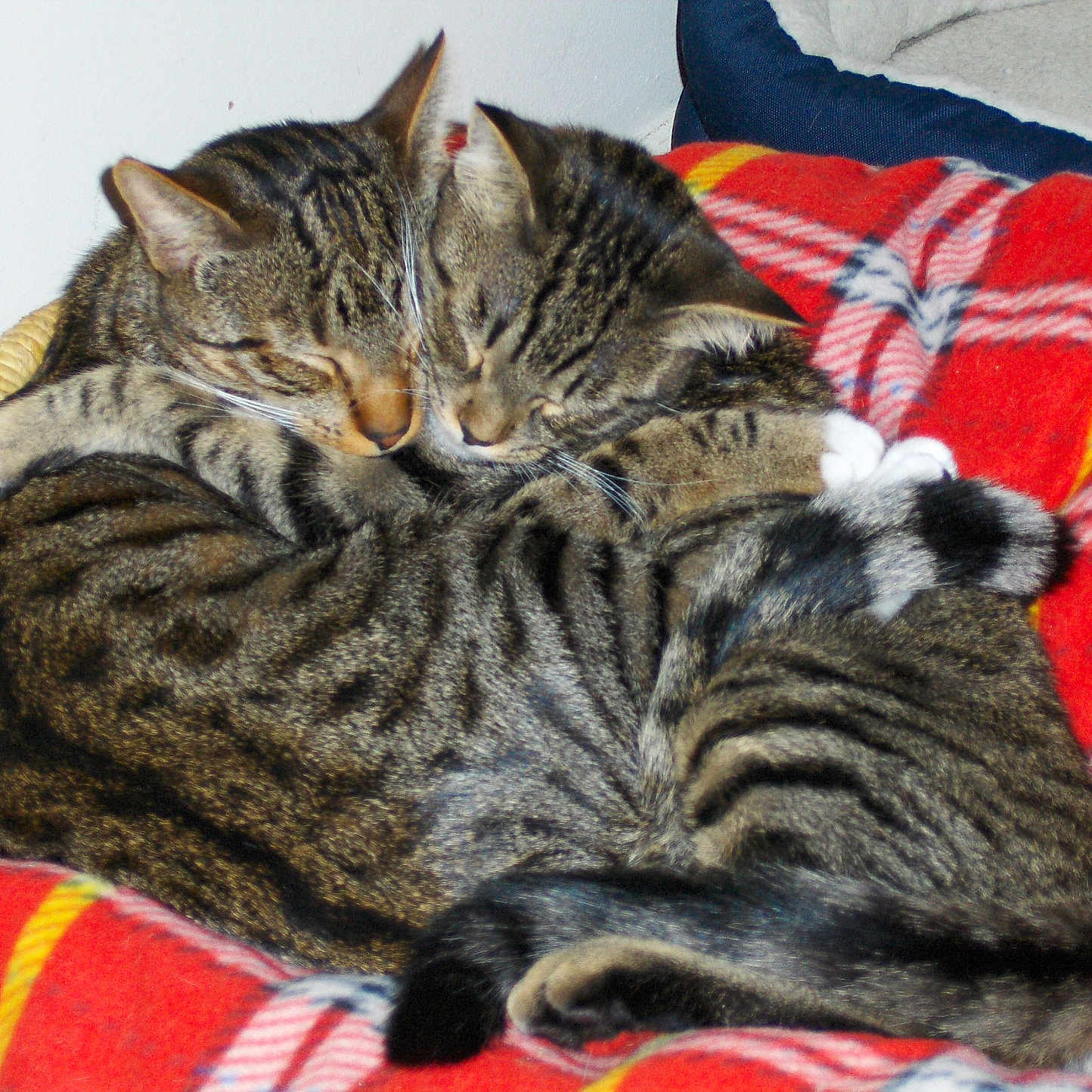 Mannymarley joined the competition — help win amazing prizes! animal, blanket, cat, closeup, companionship, cozy, cuddle, cute, feline, fur, indoor, nap, pets, plaid, red, resting, sleeping, tabby, tail, whiskers