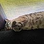 animal, blanket, calm, cat, cozy, curtain, cute, domestic_animal, feline, fur, indoor, nap, paw, peaceful, pet, relaxation, resting, sleeping, striped, whiskers