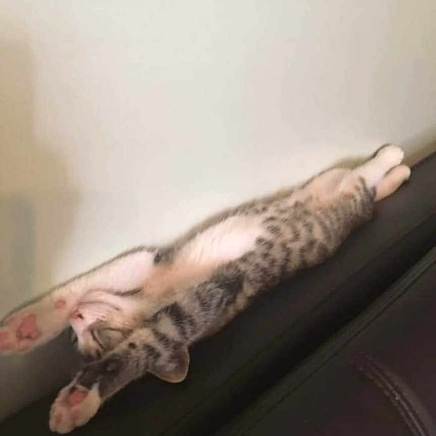 Baby joined the competition — help win amazing prizes! animal, cat, couch, cozy, cute, domestic, feline, fur, home, indoor, kitten, paw, pet, relaxation, resting, sleep, sleeping, stretching, tabby, whiskers