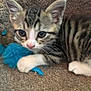 Baby is registered to the contest to win money with this photo: kitten, cat, pet, animal, feline, tabby, toy, feather, carpet, bed, cute, closeup, indoor, young, paw, whiskers, ears, playful, resting, fur