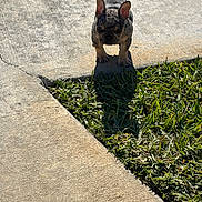 Fendi joined the competition — help win amazing prizes! dog, puppy, french_bulldog, sidewalk, grass, shadow, outdoor, sunlight, pet, animal, curious, ears, small, young, concrete, nature, daylight, cute, walking, standing