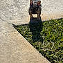 dog, puppy, french_bulldog, sidewalk, grass, shadow, outdoor, sunlight, pet, animal, curious, ears, small, young, concrete, nature, daylight, cute, walking, standing