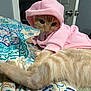 animal, bedroom, bedspread, cat, colorful, comfortable, cozy, cute, domestic_cat, feline, fur, hoodie, indoor, laying_down, orange_tabby, patterned_bedspread, pet, pink_clothing, resting, soft_fabric