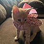 Athena joined the competition — help win amazing prizes! kitten, cat, orange_tabby, pet, animal, cute, dress, pink_bow, floral_pattern, indoor, couch, furniture, curious, small, young, domestic_cat, soft_light, texture, cozy, portrait