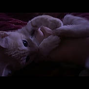 Athena is registered to the contest to win money with this photo: kitten, cat, pet, hand, playful, light, shadow, cozy, animal, feline, cute, claws, closeup, dark, indoor, fur, paw, touch, interaction, young