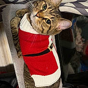 Kamari is registered to the contest to win money with this photo: animal, bed, cat, christmas, cozy, cute, domestic_cat, feline, fur, holiday, indoor, looking_up, pet, red, resting, soft, sweater, tabby_cat, whiskers, white
