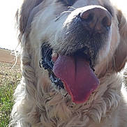 Toxane a rejoint le concours — aidez-le/la à gagner de superbes lots ! dog, golden_retriever, tongue_out, close_up, happy, outdoor, sunlight, fluffy_fur, panting, grass, nature, pet, animal, smiling, muzzle, ears, bright, daylight, canine, portrait