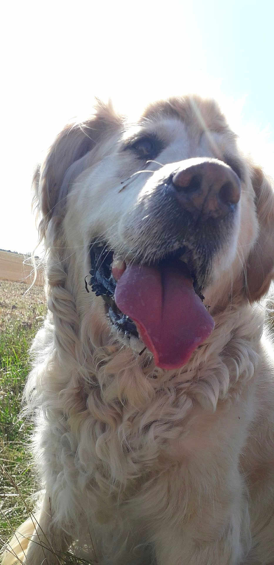 Toxane a rejoint le concours — aidez-le/la à gagner de superbes lots ! dog, golden_retriever, tongue_out, close_up, happy, outdoor, sunlight, fluffy_fur, panting, grass, nature, pet, animal, smiling, muzzle, ears, bright, daylight, canine, portrait