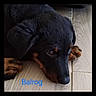 Balrog a rejoint le concours — aidez-le/la à gagner de superbes lots ! dog, puppy, rottweiler, black_fur, brown_fur, pet, animal, floor, wood_floor, lying_down, close_up, cute, young_dog, resting, paw, portrait, indoors, canine, sleepy, fur