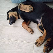 Balrog participe au concours pour gagner de l'argent avec cette photo : puppy, dog, sleeping, floor, wooden_floor, couch, indoor, pet, resting, black_and_tan, canine, paw, fur, cute, animal, domestic_animal, relaxed, lying_down, young_dog, cozy