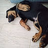 puppy, dog, sleeping, floor, wooden_floor, couch, indoor, pet, resting, black_and_tan, canine, paw, fur, cute, animal, domestic_animal, relaxed, lying_down, young_dog, cozy
