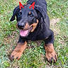 Balrog a rejoint le concours — aidez-le/la à gagner de superbes lots ! puppy, dog, grass, outdoor, black, tan, pet, playful, happy, tongue_out, animal, canine, young, nature, cute, lying_down, smiling, greenery, summer, yard
