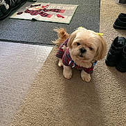 Bella is registered to the contest to win money with this photo: dog, small_dog, plaid_clothing, yellow_bows, carpet, shoes, indoor, floor_mats, holiday_decor, snowman_mat, shoe_rack, light_brown_fur, pet, cute, standing, home, close_up, fur, animal, accessory