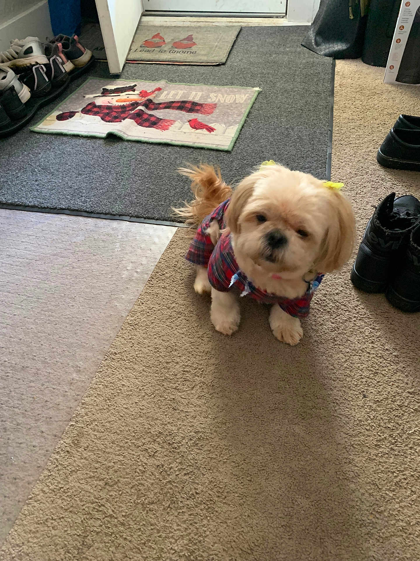 Bella is registered to the contest to win money with this photo: dog, small_dog, plaid_clothing, yellow_bows, carpet, shoes, indoor, floor_mats, holiday_decor, snowman_mat, shoe_rack, light_brown_fur, pet, cute, standing, home, close_up, fur, animal, accessory