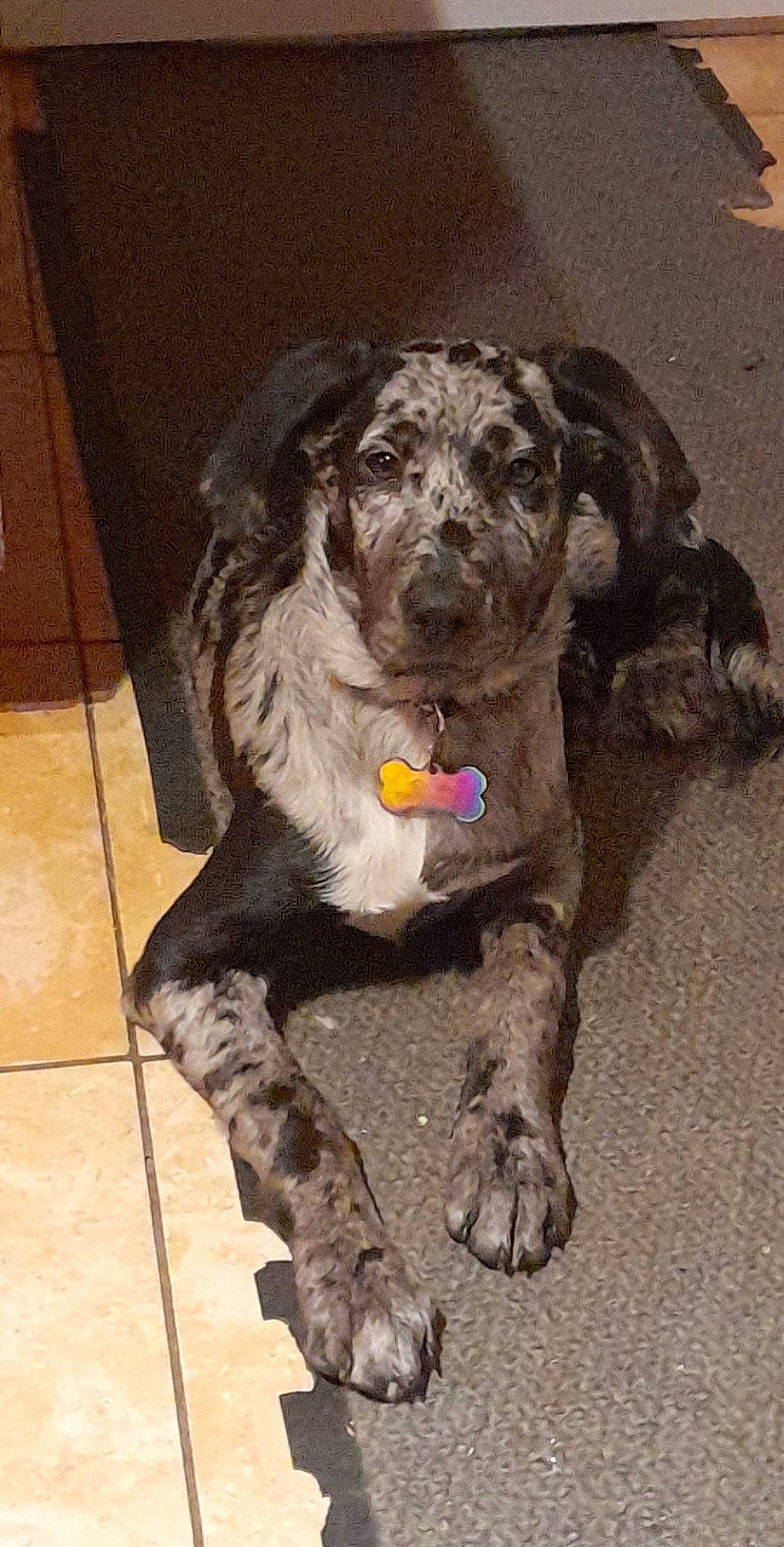 Crispy participe au concours pour gagner de l'argent avec cette photo : art, borador, canidae, carnivore, companion_dog, dog, dog_breed, fawn, fur, gun_dog, liver, paw, pointing_breed, retriever, snout, spaniel, sporting_group, tail, whiskers, working_animal