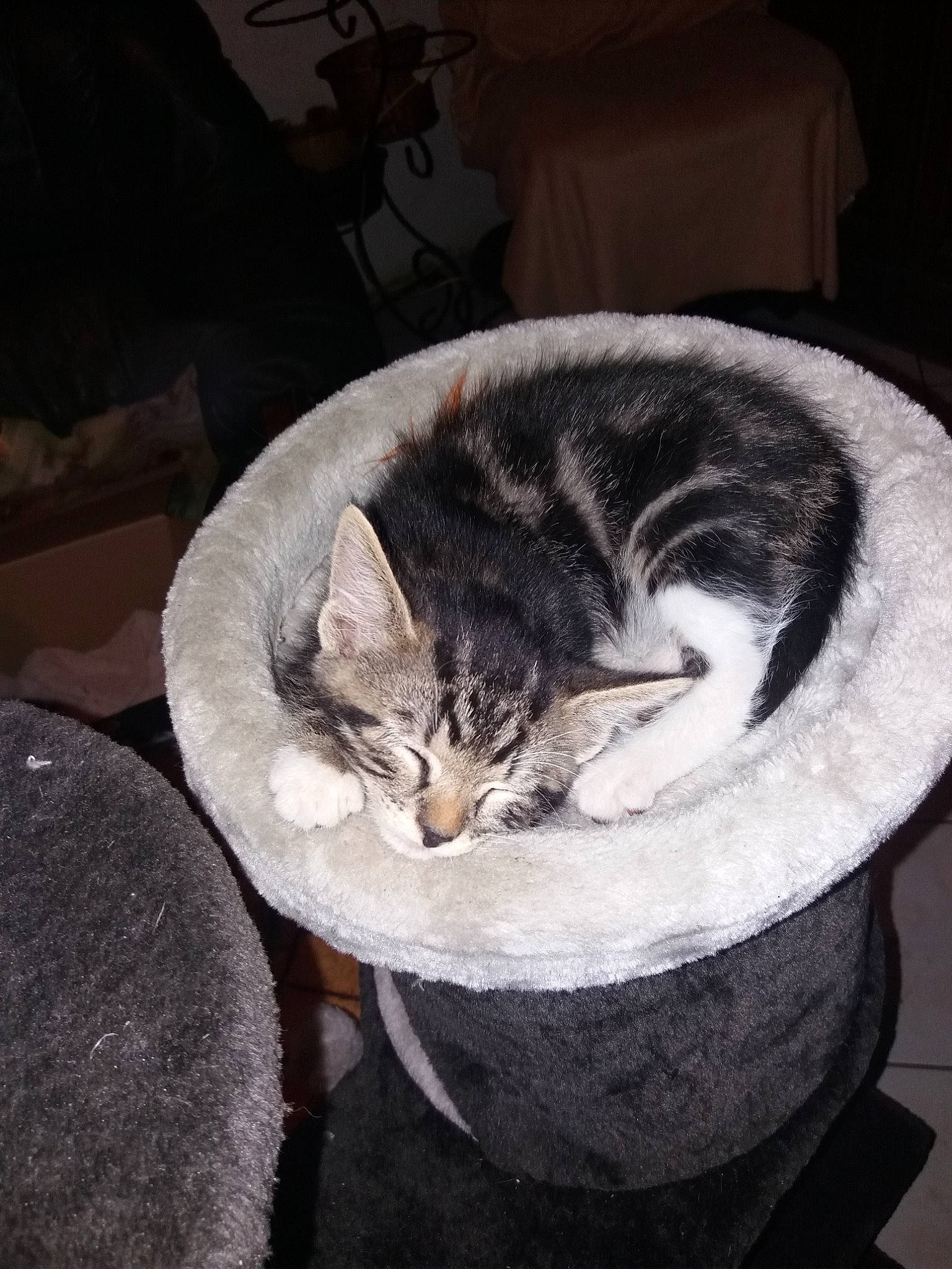 Snickers a rejoint le concours — aidez-le/la à gagner de superbes lots ! american_shorthair, asian, carnivore, cat, cat_bed, domestic_short_haired_cat, ear, european_shorthair, felidae, fur, kitten, small_to_medium_sized_cats, tabby_cat, whiskers