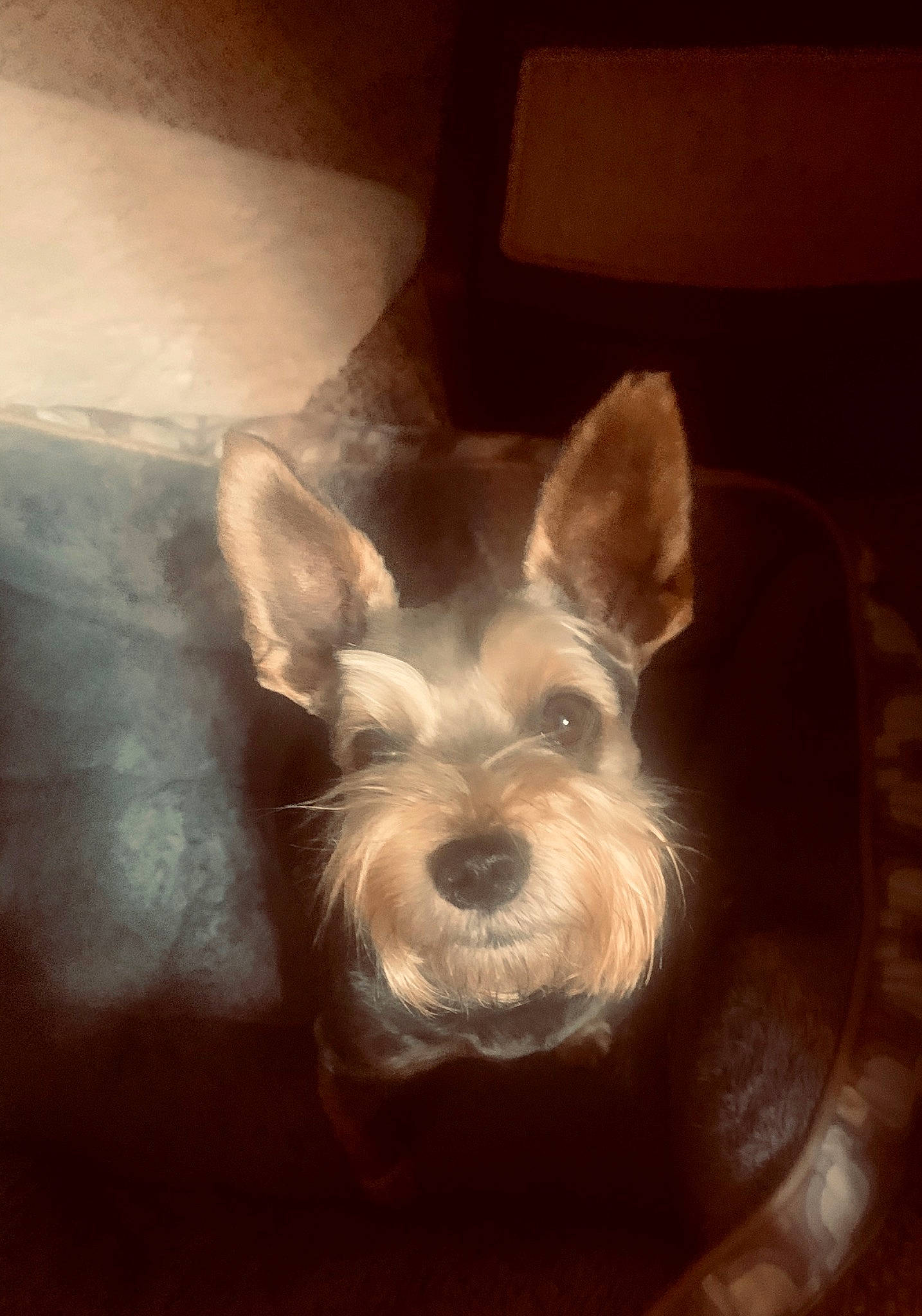 Sadie is registered to the contest to win money with this photo: canidae, carnivore, companion_dog, darkness, dog, dog_breed, dog_supply, ear, fawn, head, irish_terrier, schnauzer, small_terrier, snout, sporting_group, still_life_photography, terrier, toy_dog, whiskers, working_animal