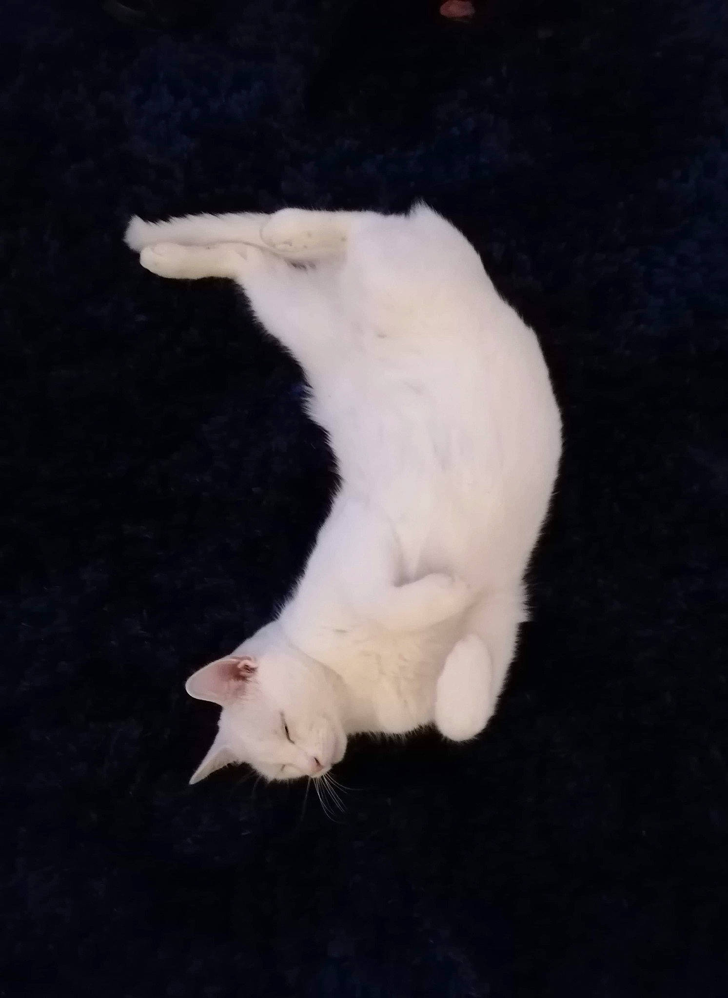 Clive joined the competition — help win amazing prizes! carnivore, cat, claw, darkness, dog_breed, domestic_short_haired_cat, felidae, fur, linens, paw, small_to_medium_sized_cats, sporting_group, tail, terrestrial_animal, whiskers