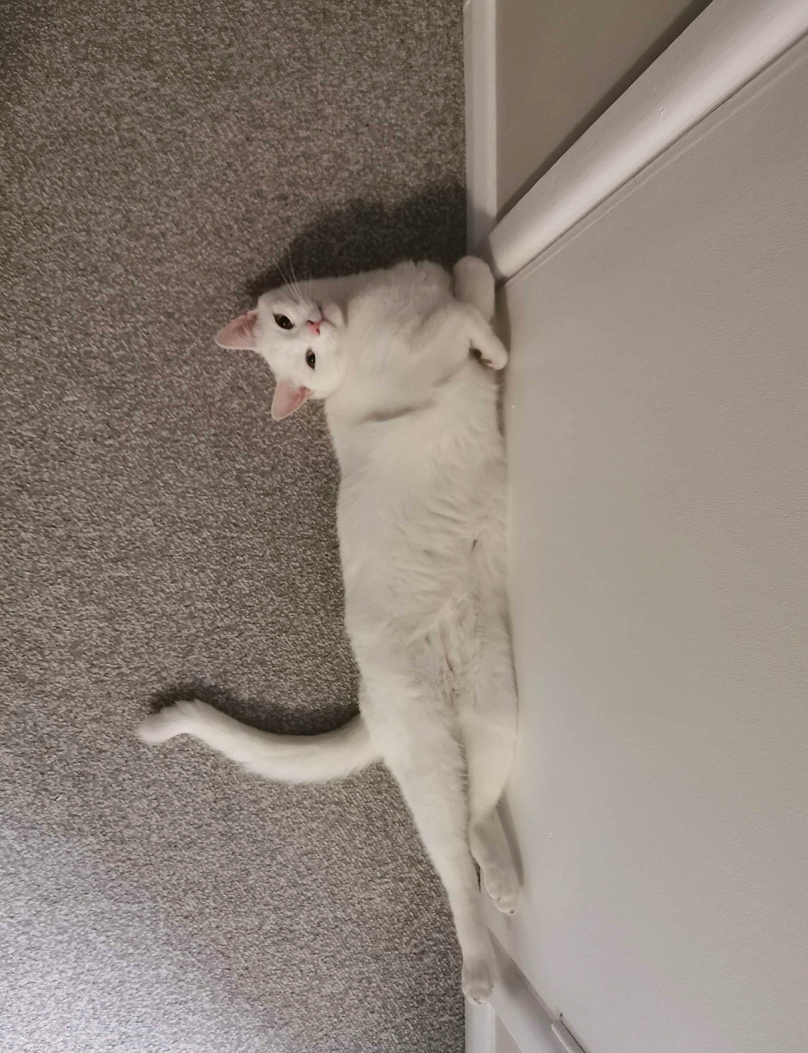 Clive joined the competition — help win amazing prizes! carnivore, cat, domestic_short_haired_cat, eye, fawn, felidae, fur, grey, head, monochrome, paw, plaster, shadow, small_to_medium_sized_cats, snout, tail, terrestrial_animal, whiskers, window, wood