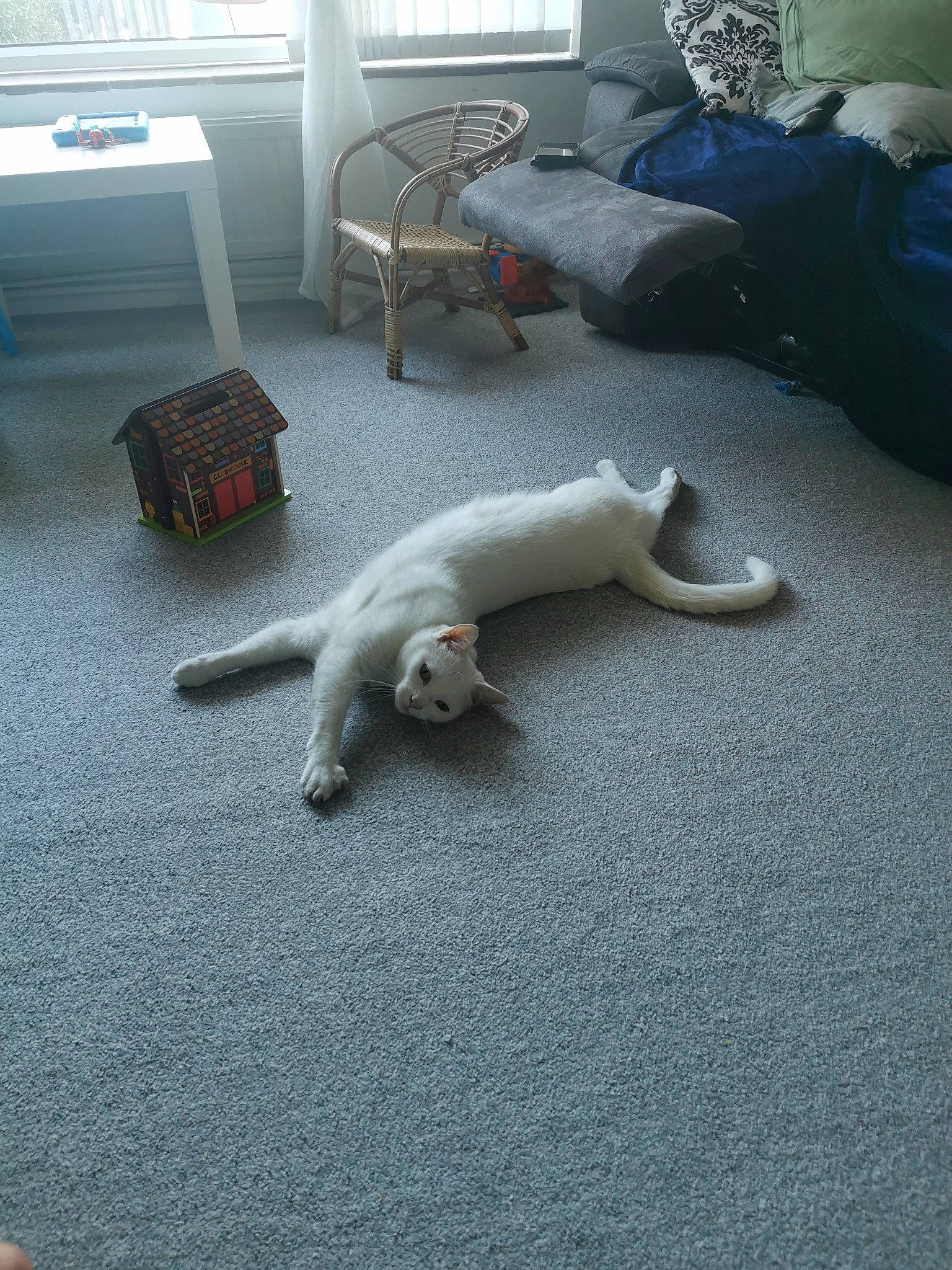 Clive is registered to the contest to win money with this photo: carnivore, cat, comfort, companion_dog, dog_breed, felidae, floor, flooring, furniture, grey, hardwood, linens, mammal, room, small_to_medium_sized_cats, tail, vertebrate, whiskers, window, wood