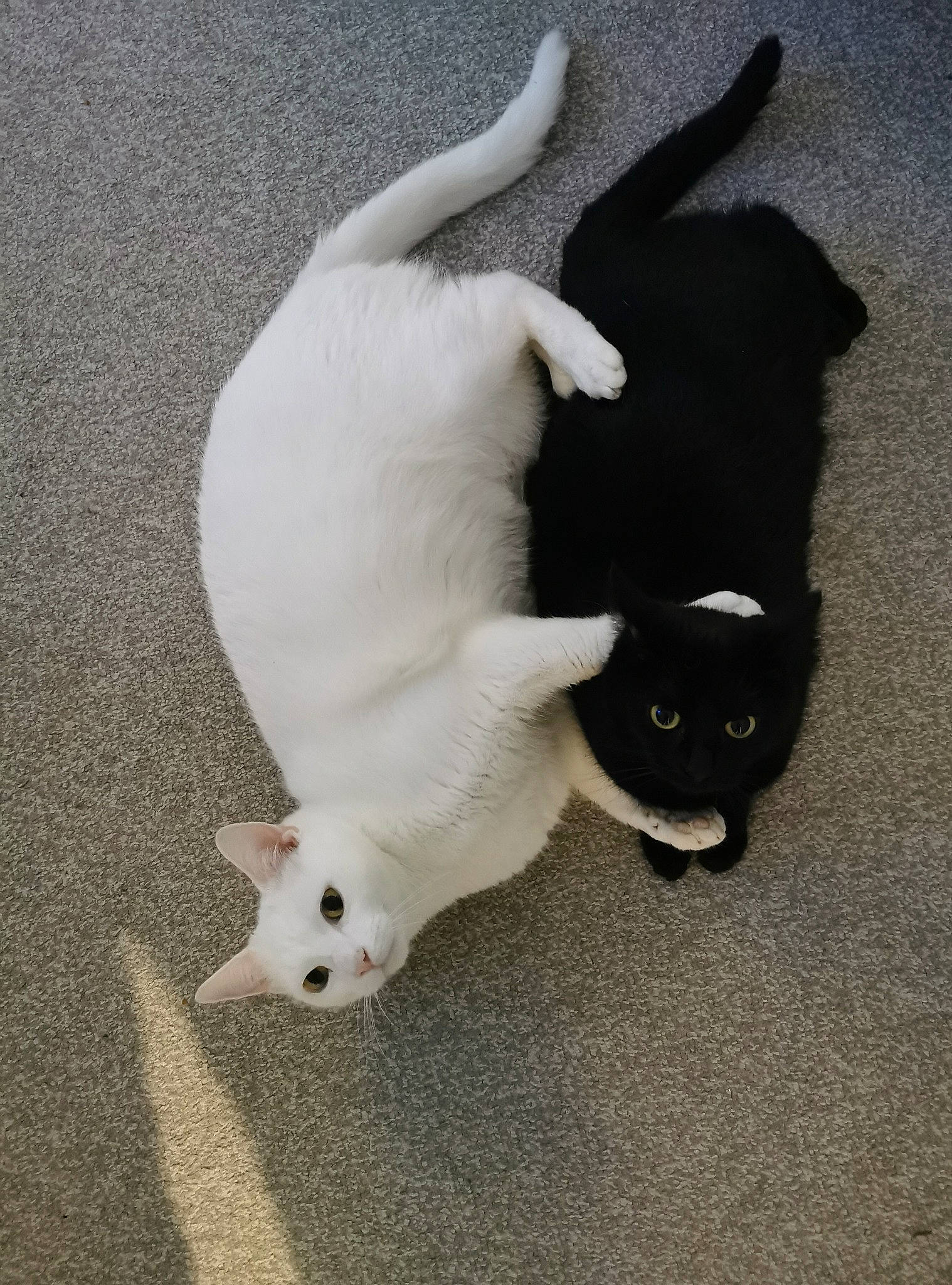 Clive is registered to the contest to win money with this photo: canidae, carnivore, cat, claw, comfort, companion_dog, dog_breed, domestic_short_haired_cat, eye, felidae, flooring, fur, mammal, paw, small_to_medium_sized_cats, snout, tail, terrestrial_animal, vertebrate, whiskers