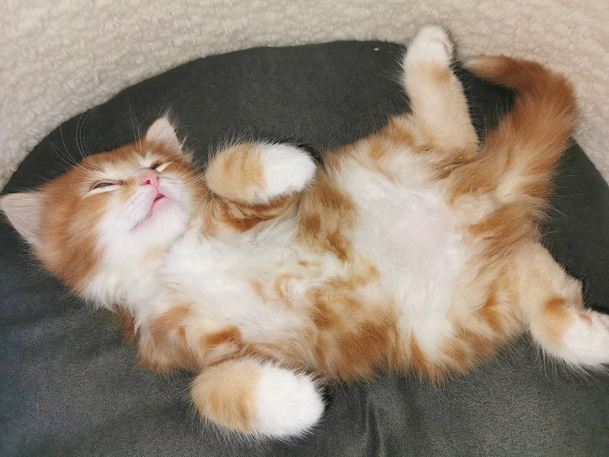 Winston is registered to the contest to win money with this photo: carnivore, cat, claw, comfort, companion_dog, dog_breed, ear, fawn, felidae, foot, fur, nap, paw, small_to_medium_sized_cats, snout, tail, terrestrial_animal, whiskers