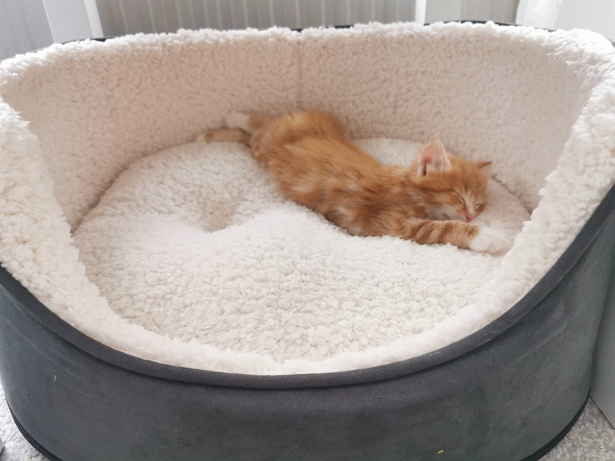 Winston joined the competition — help win amazing prizes! bed, box, carnivore, cat, cat_bed, cat_supply, comfort, domestic_short_haired_cat, fawn, felidae, fur, linens, mattress, nap, paw, pet_supply, room, small_to_medium_sized_cats, tail, whiskers