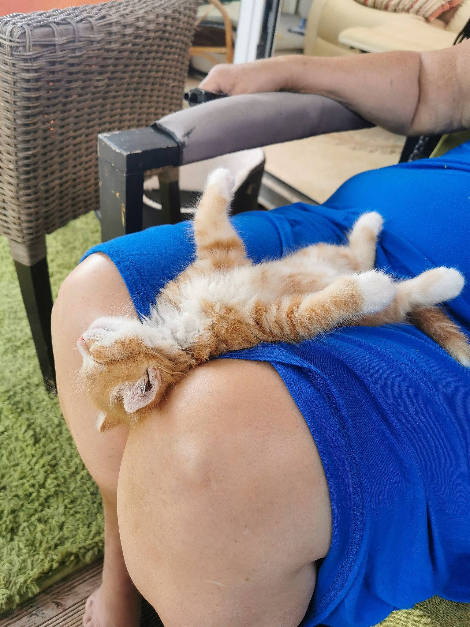 Winston joined the competition — help win amazing prizes! abdomen, blue, chest, comfort, companion_dog, couch, elbow, electric_blue, fawn, felidae, fur, human_leg, knee, lap, mammal, small_to_medium_sized_cats, tail, thigh, trunk, whiskers