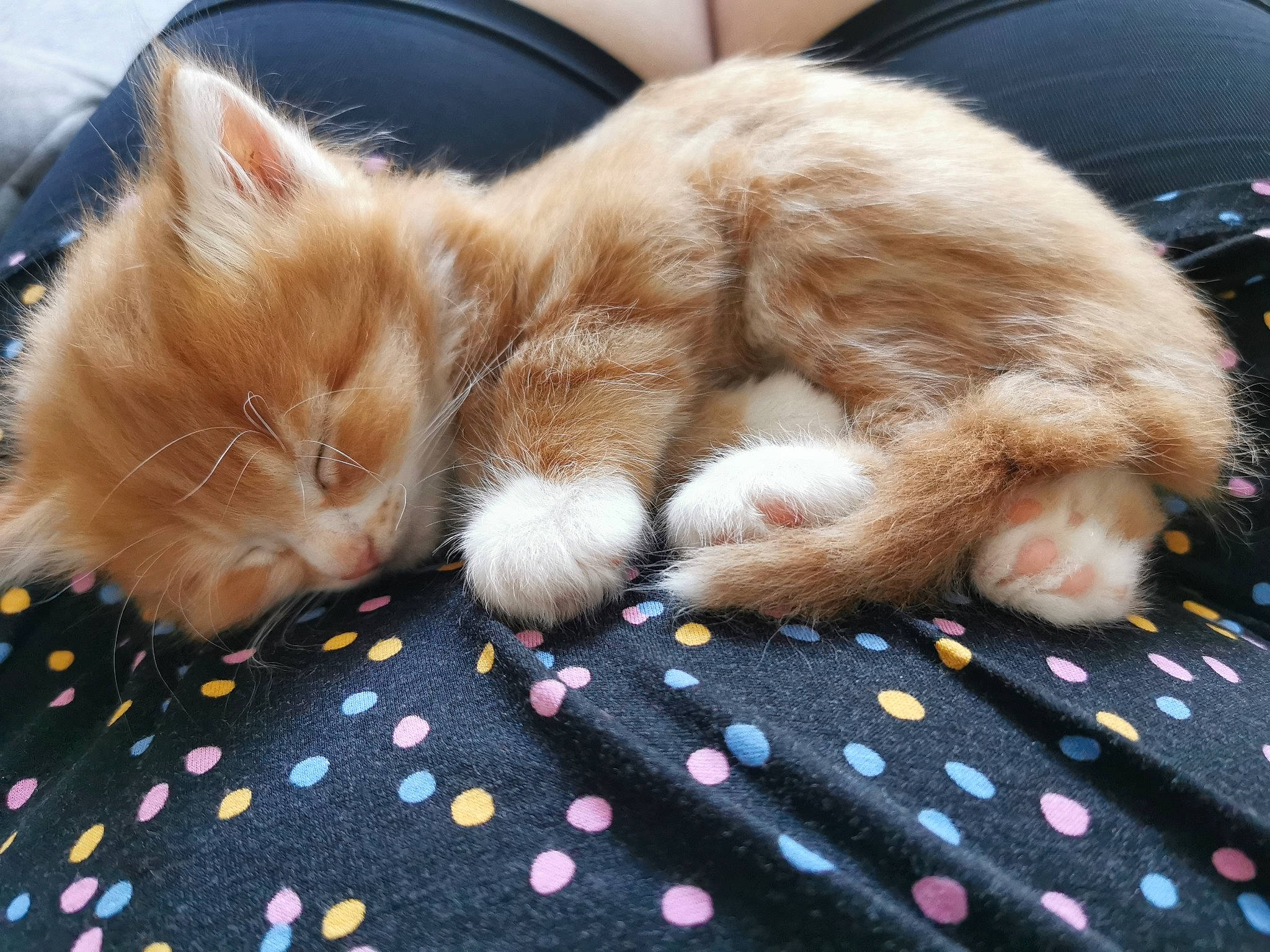 Winston is registered to the contest to win money with this photo: carnivore, cat, claw, comfort, domestic_short_haired_cat, fawn, felidae, foot, fur, human_leg, lap, nap, pattern, paw, sleep, small_to_medium_sized_cats, snout, tail, textile, whiskers