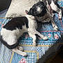 Voltron participe au concours pour gagner de l'argent avec cette photo : animal, bed, black_and_white_cat, black_and_white_dog, blanket, cat, companion, cozy, cute, dog, floral, friendship, indoor, nap, patchwork, pet, pillow, relaxation, resting, sleeping
