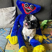 Voltron participe au concours pour gagner de l'argent avec cette photo : black_and_white, colorful, couch, cozy, cute, dog, fabric, fur, home, indoor, pet, pillow, playful, plush_toy, quilt, seated, smiling, soft_toy, stuffed_animal, tongue_out
