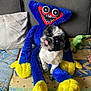 black_and_white, colorful, couch, cozy, cute, dog, fabric, fur, home, indoor, pet, pillow, playful, plush_toy, quilt, seated, smiling, soft_toy, stuffed_animal, tongue_out