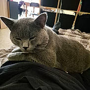 Tao participe au concours pour gagner de l'argent avec cette photo : cat, gray_cat, pet, indoor, furniture, bed, blanket, relaxed, sleepy, person, lap, cozy, home, living_room, storage, cubicles, casual, resting, animal, cute