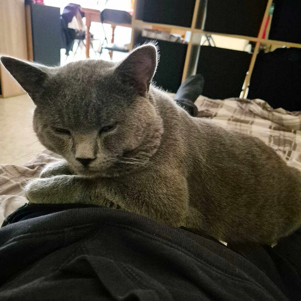 Tao participe au concours pour gagner de l'argent avec cette photo : animal, bed, blanket, casual, cat, cozy, cubicles, cute, furniture, gray_cat, home, indoor, lap, living_room, person, pet, relaxed, resting, sleepy, storage