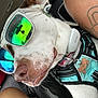 Nyx joined the competition — help win amazing prizes! dog, sunglasses, reflective_lenses, harness, white_fur, brown_spots, dog_tag, pet_collar, car_interior, seat, human_arm, tattoo, relaxed, close_up, side_profile, leisure, pet, summer, travel, accessories