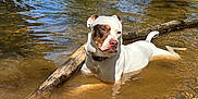 Nyx is registered to the contest to win money with this photo: dog, water, creek, nature, outdoor, sunlight, grass, rocks, stick, animal, pet, relaxing, summer, riverbank, shallow_water, brown_patch, white_dog, canine, resting, scenic