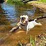 dog, water, creek, nature, outdoor, sunlight, grass, rocks, stick, animal, pet, relaxing, summer, riverbank, shallow_water, brown_patch, white_dog, canine, resting, scenic