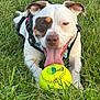 dog, grass, softball, animal, pet, tongue_out, happy, playful, outdoor, canine, white_fur, brown_patch, collar, harness, closeup, summer, tongue, cheerful, nature, recreation