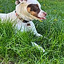 Nyx is registered to the contest to win money with this photo: dog, tongue_out, collar, grass, outdoor, nature, flower, greenery, pet, canine, sunlight, relaxed, playful, animal, field, summer, daylight, muzzle, ears, resting
