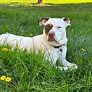 Nyx joined the competition — help win amazing prizes! dog, white_dog, brown_patch, grass, dandelions, flowers, outdoor, sunlight, backyard, collar, relaxed, nature, tree, greenery, pet, animal, summer, canine, resting, daytime
