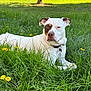 dog, white_dog, brown_patch, grass, dandelions, flowers, outdoor, sunlight, backyard, collar, relaxed, nature, tree, greenery, pet, animal, summer, canine, resting, daytime