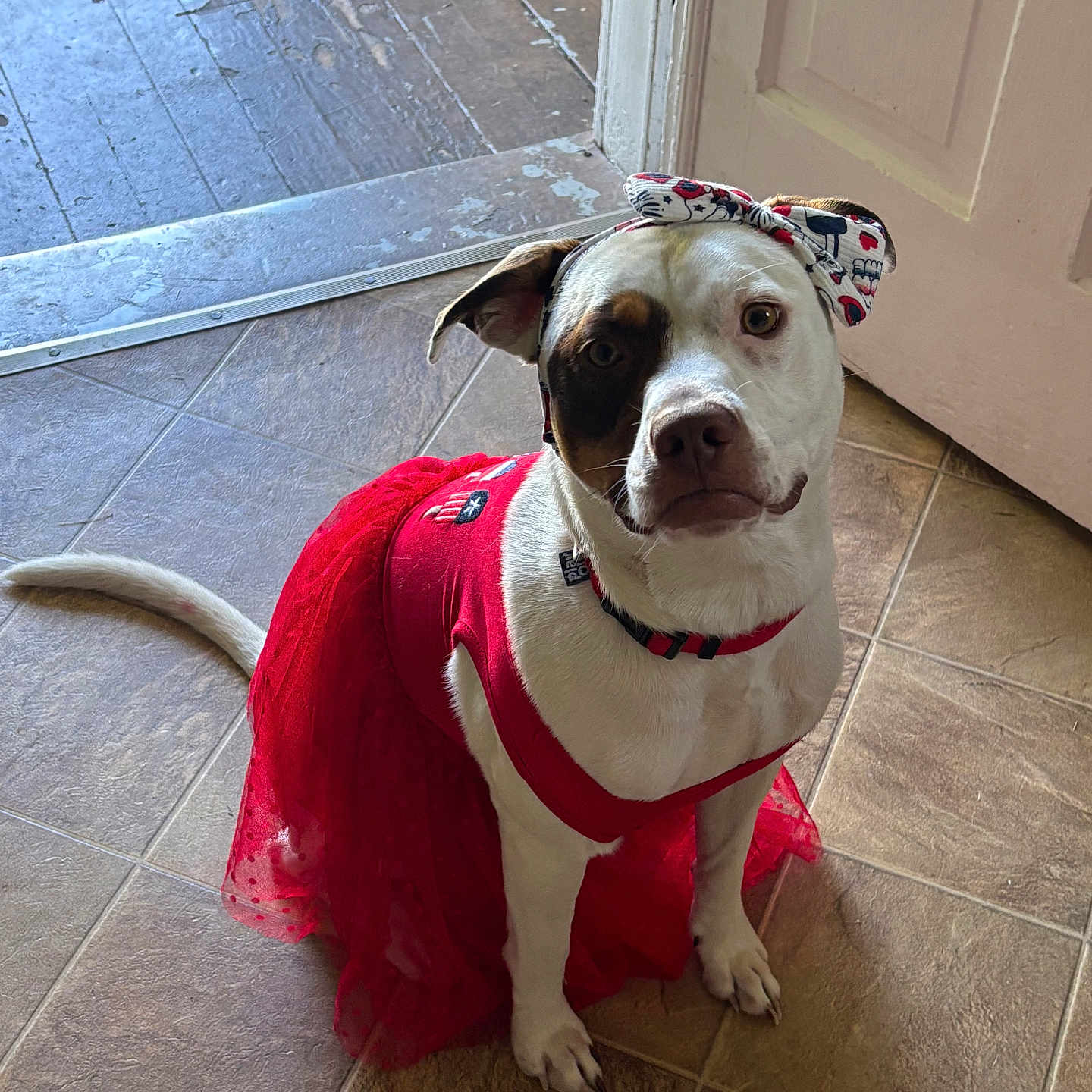 Nyx is registered to the contest to win money with this photo: accessory, animal, brown_markings, canine, costume, cute, dog, door, fashion, floor, headband, indoor, looking_up, natural_light, pet, portrait, red_tutu, sitting, tiled_floor, white_fur