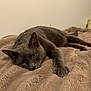 Darwin is registered to the contest to win money with this photo: cat, gray_cat, pet, animal, feline, lying_down, resting, bed, blanket, soft_texture, cozy, indoor, paw, stretching, relaxed, sleepy, fur, whiskers, closeup, calm