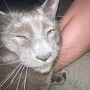 Darwin is registered to the contest to win money with this photo: cat, gray_cat, close_up, winking, whiskers, feline, pet, indoor, carpet, human_leg, paw, fur, animal, cute, domestic_cat, one_eye_closed, face, nose, blurred, funny